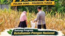 Polsek Soko Polresta Tuban Turun Langsung Cek Tanaman Jagung Warga