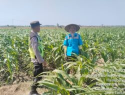 Polisi Polsek jenu Polres Tuban Turun ke Ladang, Dampingi Petani Jagung Dukung Ketahanan Pangan