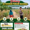 POLMAS DESA MARGOREJO PANTAU PERTUMBUHAN JAGUNG DI DESA BINAAN
