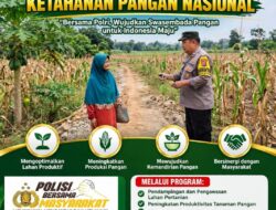 POLMAS DESA MARGOREJO PANTAU PERTUMBUHAN JAGUNG DI DESA BINAAN