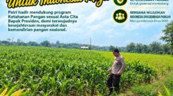 Polri Dukung Astacita, Polsek Merakurak Polresta Tuban Turun Cek Tanaman Jagung Warga di Desa Tuwiri Wetan