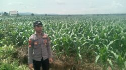 Anggota Polsek Singgahan Polresta Tuban Turun Cek Tanaman jagung Warga di Desa Lajo Lor