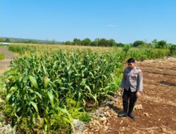Polri Dukung Astacita, Polsek Merakurak Polresta Tuban Turun Cek Tanaman Jagung Warga di Desa Tuwiri Wetan