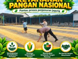 Perkuat Kedekatan Dengan Petani, Polsek Tambakboyo Gelar Patroli Dialogis di Lahan Jagung Binaan