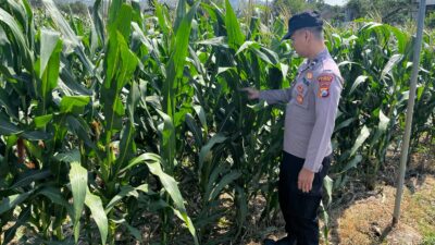 POLSEK BANGILAN DUKUNG KETAHANAN PANGAN NASIONAL