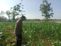 Polsek Tuban Dukung Ketahanan Pangan Nasional, Pantau Pertumbuhan Tanaman Jagung