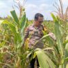 Dukung Astacita Presiden, Polsek Kenduruan Polresta Tuban Pantau Perkembangan Tanaman Jagung Petani
