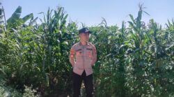 Anggota Polsek Singgahan Polresta Tuban Turun Cek Tanaman jagung Warga di Desa Mulyorejo