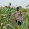 Dukung Astacita Presiden, Polsek Kenduruan Polresta Tuban Pantau Perkembangan Tanaman Jagung Petani