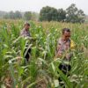 Dukung Astacita Presiden, Polsek Kenduruan Polresta Tuban Pantau Perkembangan Tanaman Jagung Petani