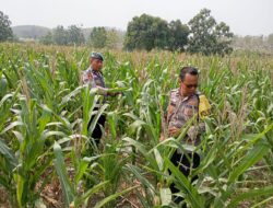 Dukung Astacita Presiden, Polsek Kenduruan Polresta Tuban Pantau Perkembangan Tanaman Jagung Petani