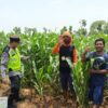 Polri Dukung Astacita, Polsek jenu Polres Tuban Turun Cek Tanaman Jagung Warga di Desa Jenu