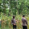 Anggota Polsek Singgahan Polresta Tuban Turun Cek Tanaman jagung Warga di Desa Mulyoagung